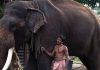 பழக்கப்பட்ட யானைகளில் பாதிக்கும் மேற்பட்டவை வீடுகளில் உள்ளன